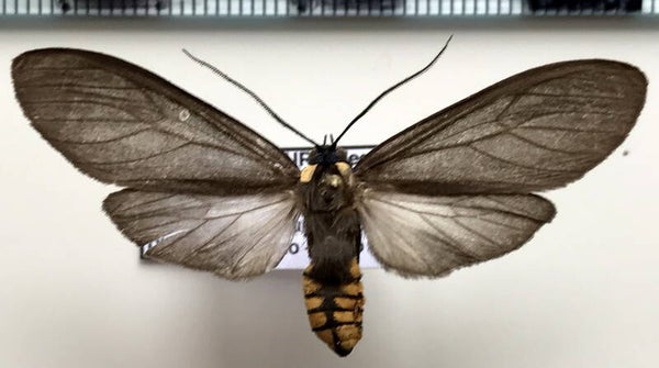 Opharus bimaculata mâle A1- Equateur