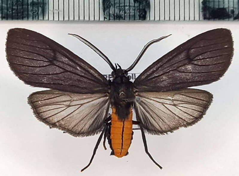 opharus_conspicuus_m_eq-standard.jpg