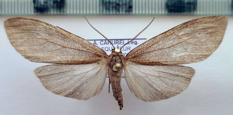 opharus_nr_lugubris_Equateur