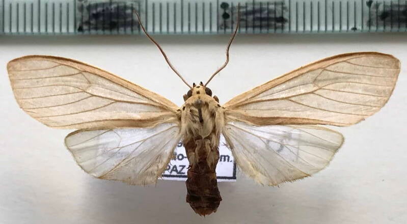 opharus_pallida_m_bol-standard.jpg
