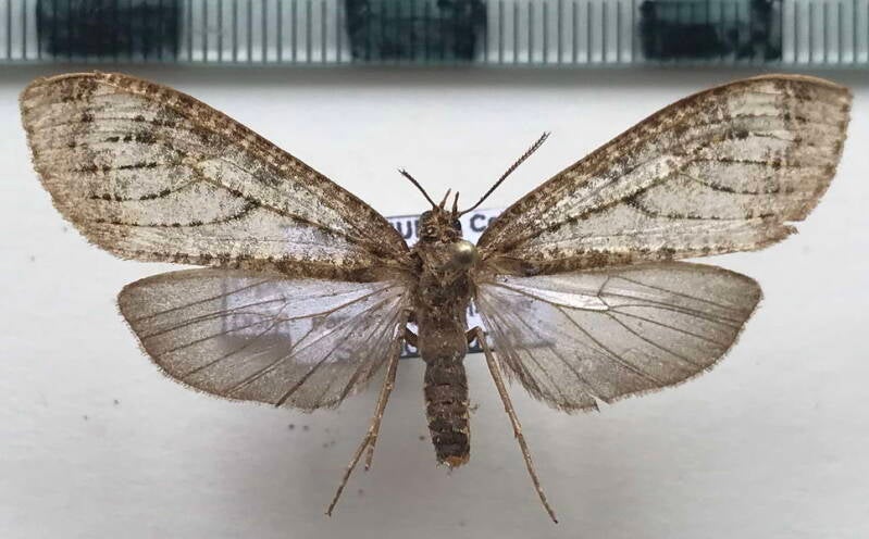 opharus_polystrigata_m_per-standard.jpg