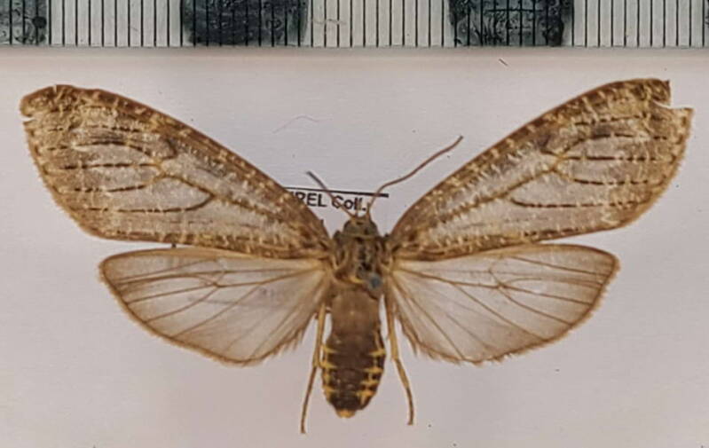 opharus_polystrigata_m_per_2-standard.jpg