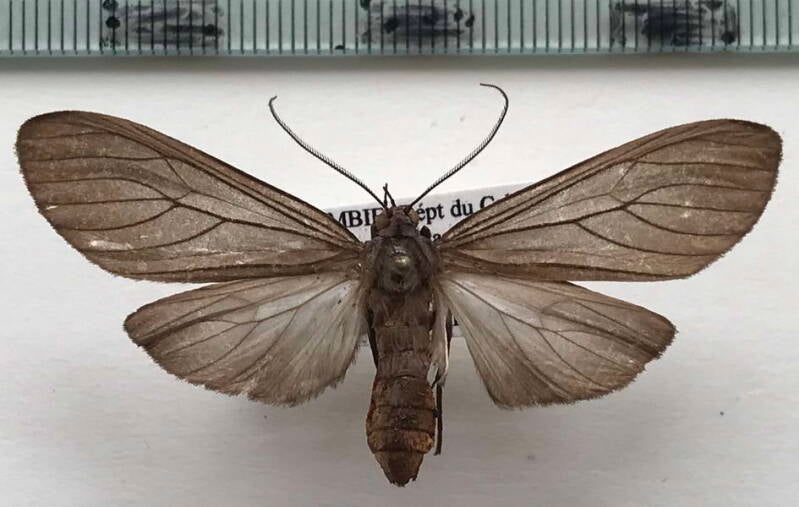 opharus_procroides_f_col-standard.jpg