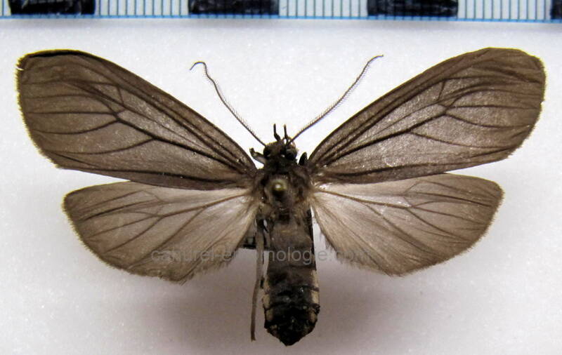opharus_sp01_f_eq-standard.jpg