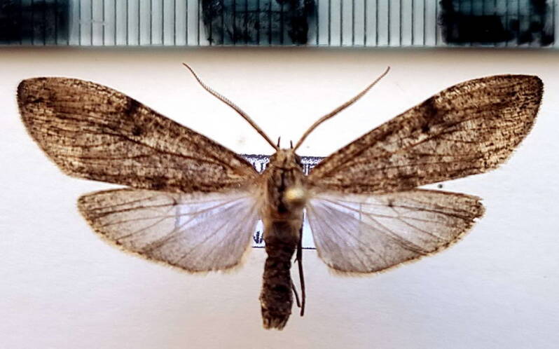 opharus_sp1037_m_eq-standard.jpg