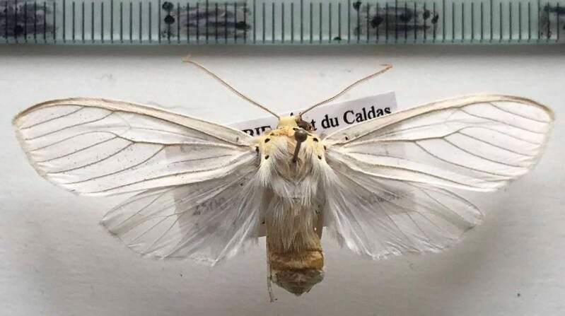 opharus_subflavus_m_col-standard.jpg