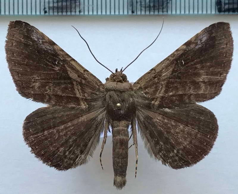 ophisma_minna_m_eq-standard.jpg