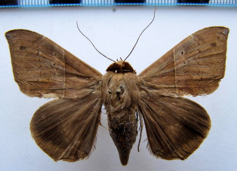 ophisma_tropicalis_01_gf-standard.jpg