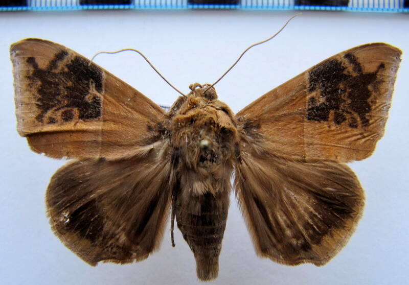ophisma_tropicalis_02_gf-standard.jpg