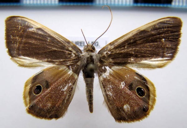 Opisthoxia sp mâle  Equateur