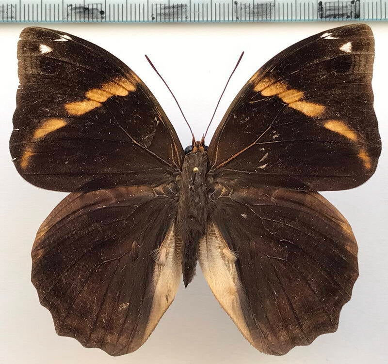 opsiphanes_bogotanus_blandini_m_Equateur