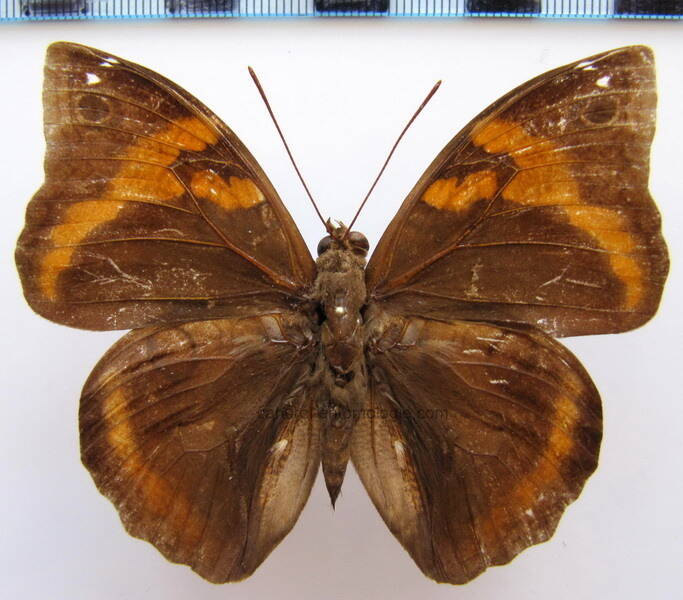 opsiphanes_cassina_merianae_Bresil
