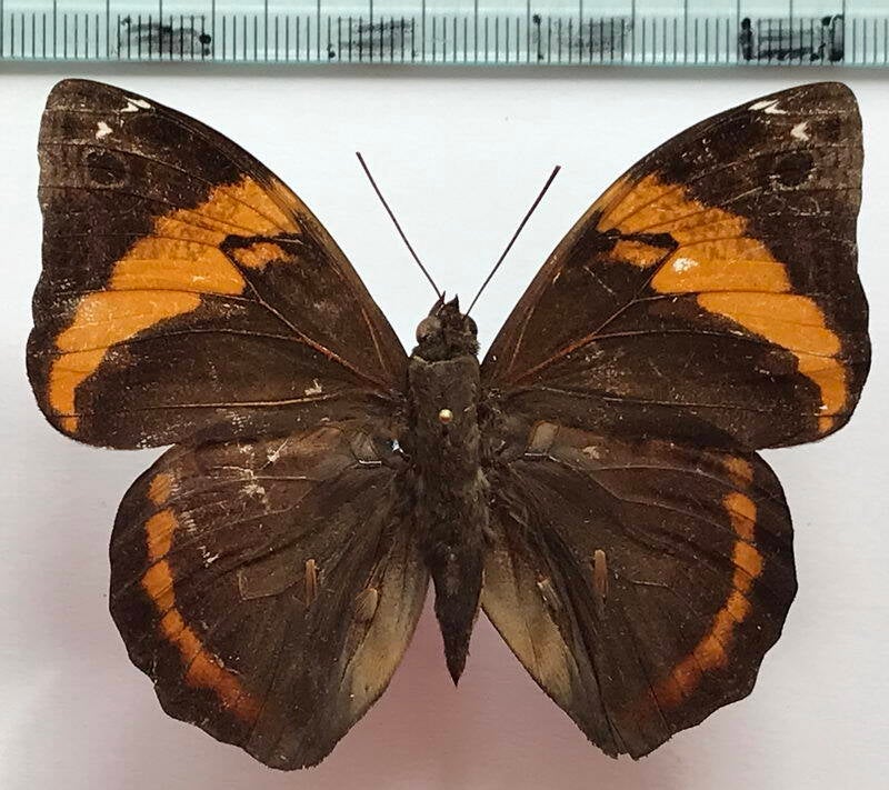 opsiphanes_invirae_aequatorialis_m_Equateur