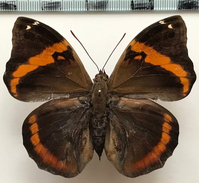 opsiphanes_invirae_agasthenes_m_Pérou