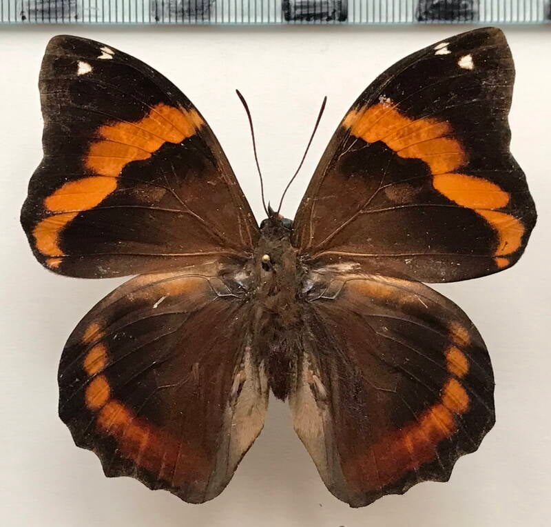 opsiphanes_mutatus_farrago_m_Equateur