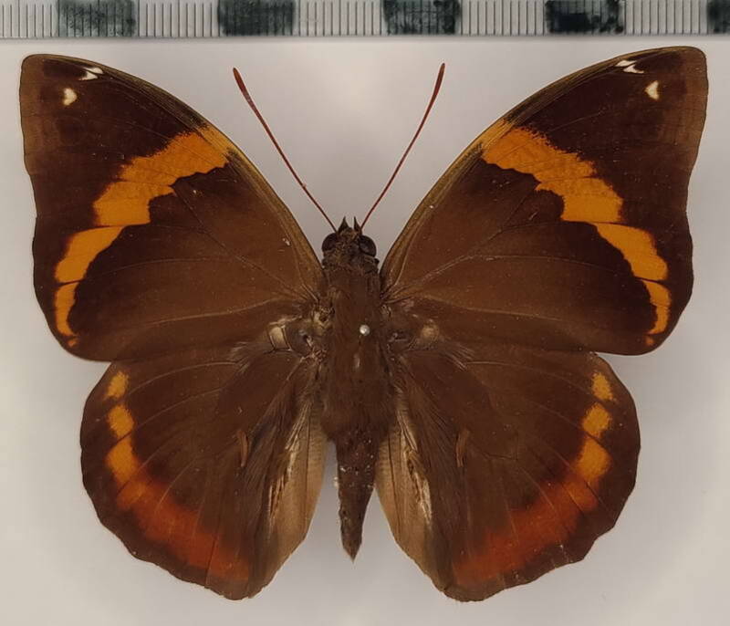 opsiphanes_quiteria_bolivianus_m_Pérou