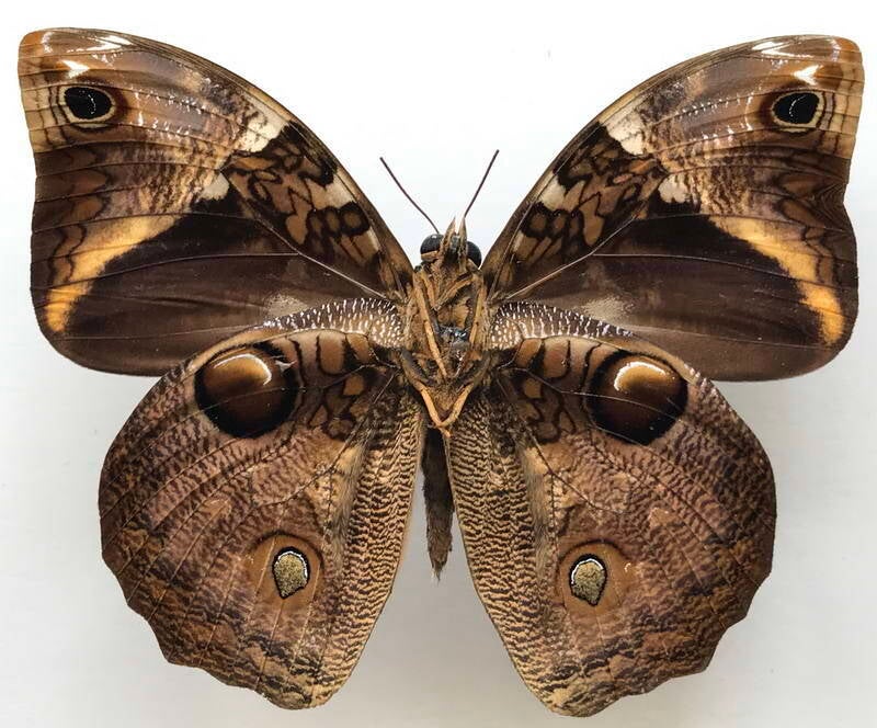 opsiphanes_tamarindi_incolumis_m_Verso_Equateur