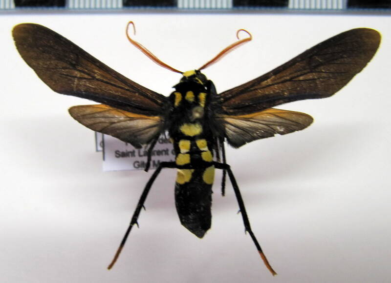 orcynia_calcarata02_gf-standard.jpg