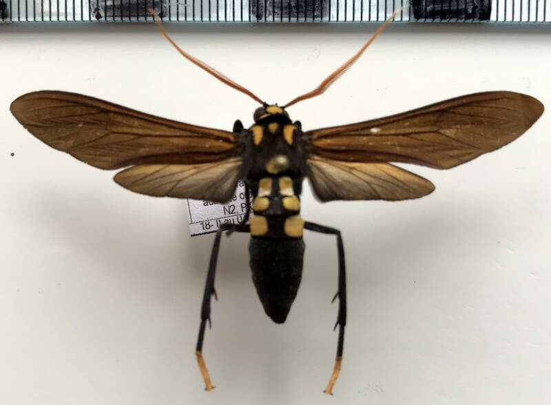 orcynia_calcarata_m_gf-standard.jpg