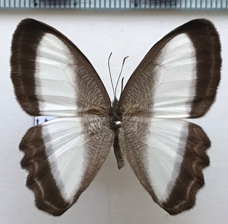 Oressinoma typhla mâle A1- Equateur