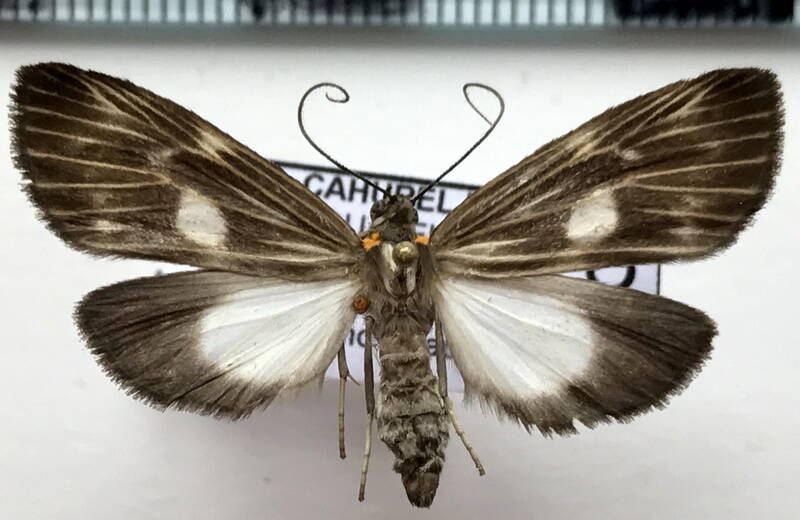 oricia_phryganeata_f_eq-standard.jpg