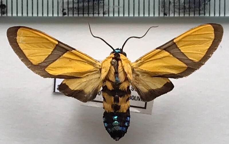 ormetica_ameoides_m_bol-standard.jpg