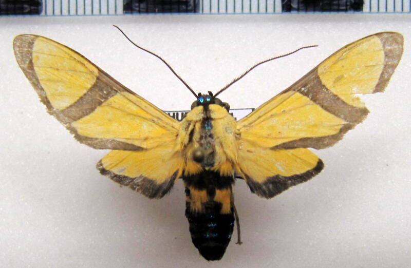 ormetica_ameoides_m_eq-standard-s9ou3l.jpg
