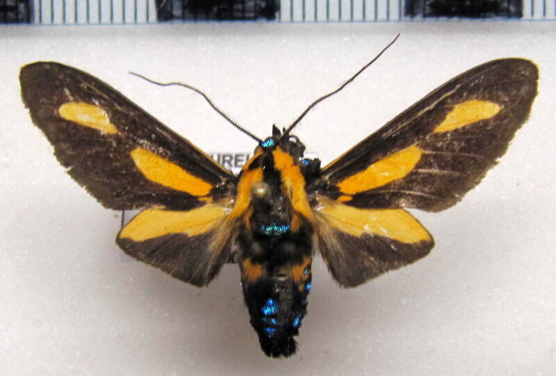 ormetica_gerhilda_m03_eq-standard.jpg