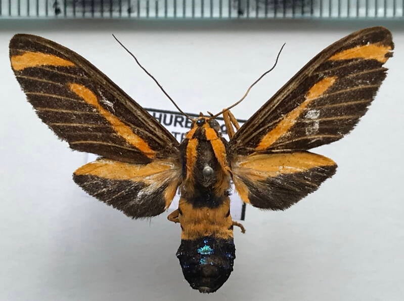 ormetica_sp212_m_eq-standard.jpg