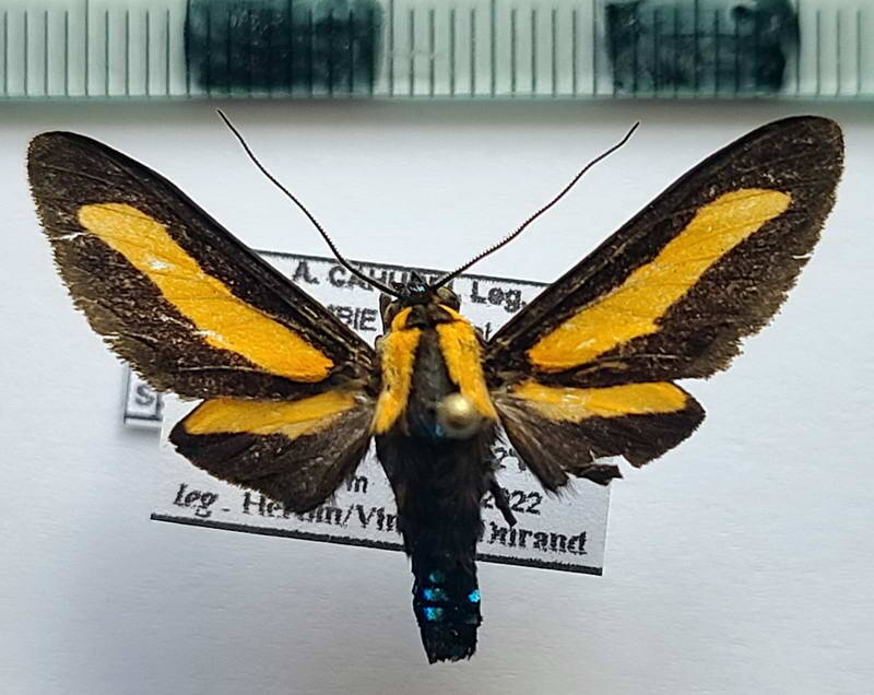 ormetica_sp607_m_col-standard.jpg