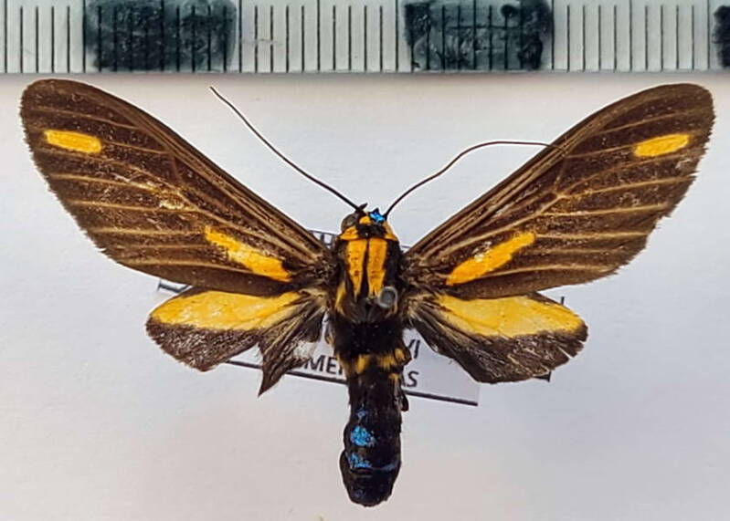 ormetica_sypilus_f03_eq-standard.jpg