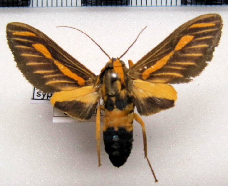ormetica_sypilus_m_bol-standard.jpg