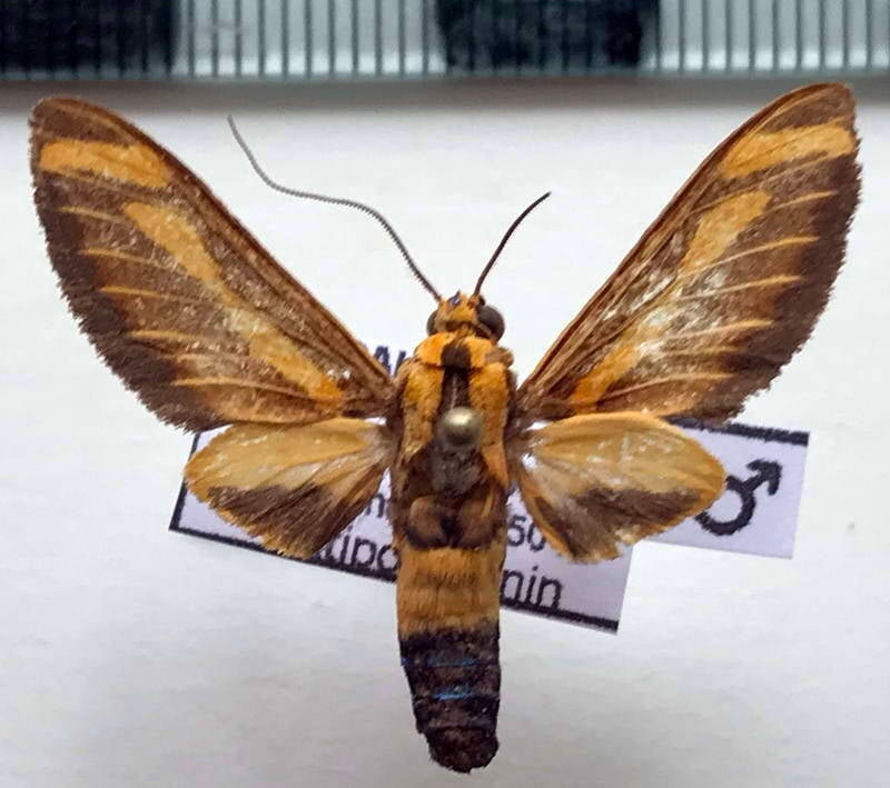 ormetica_sypilus_m_per-standard.jpg