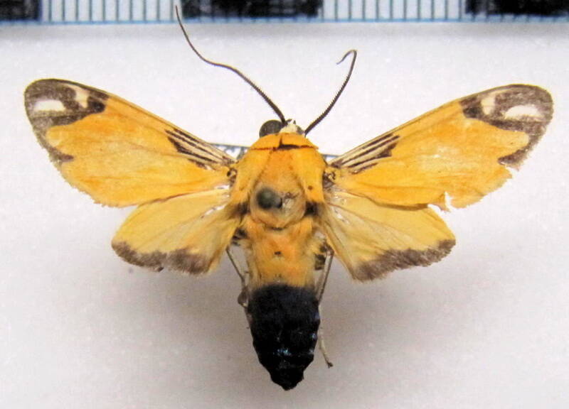 ormetica_zenzeroides_m_gf-standard.jpg