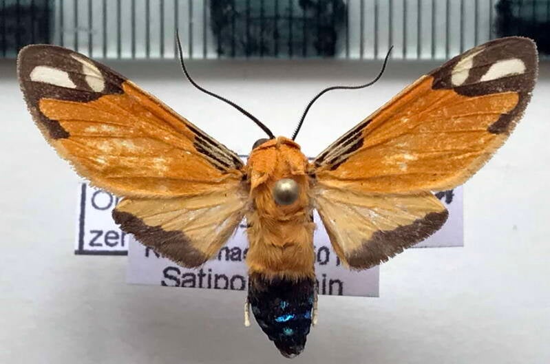 ormetica_zenzeroides_m_per-standard.jpg