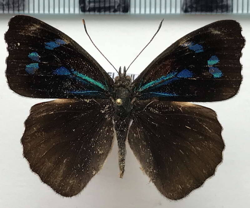 orophila_cardases_cardases_m_eq-standard-hf1vhl.jpg