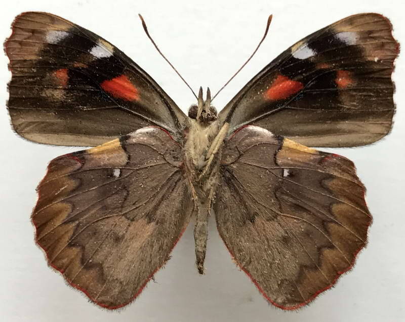 orophila_cardases_cardases_m_eq_v-standard-3r40l9.jpg