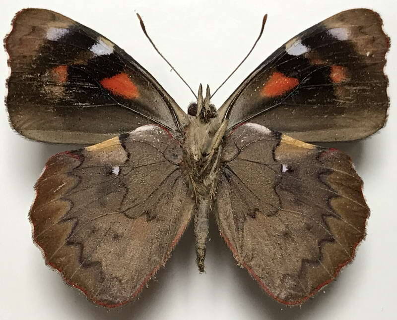 orophila_cardases_m01_eq_v-standard.jpg