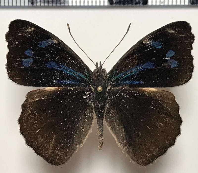 orophila_cardases_m02_eq-standard.jpg