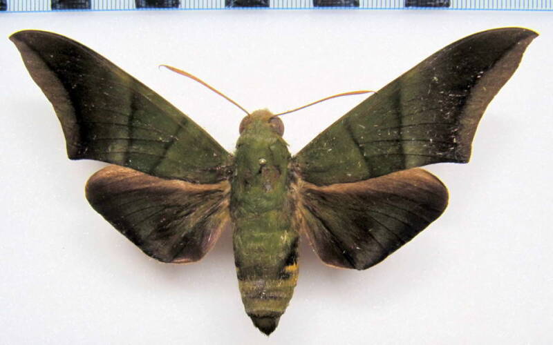 oryba_achemenides_gf-standard.jpg