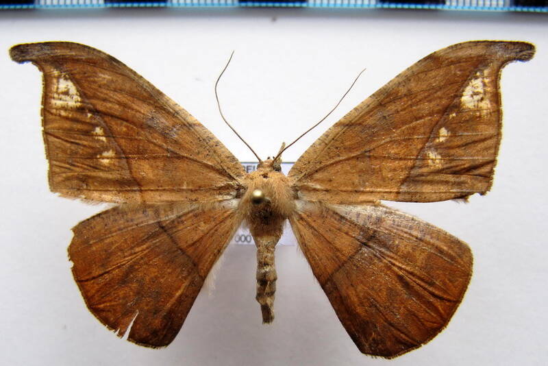 oxydia_platypterata_01eq-standard.jpg