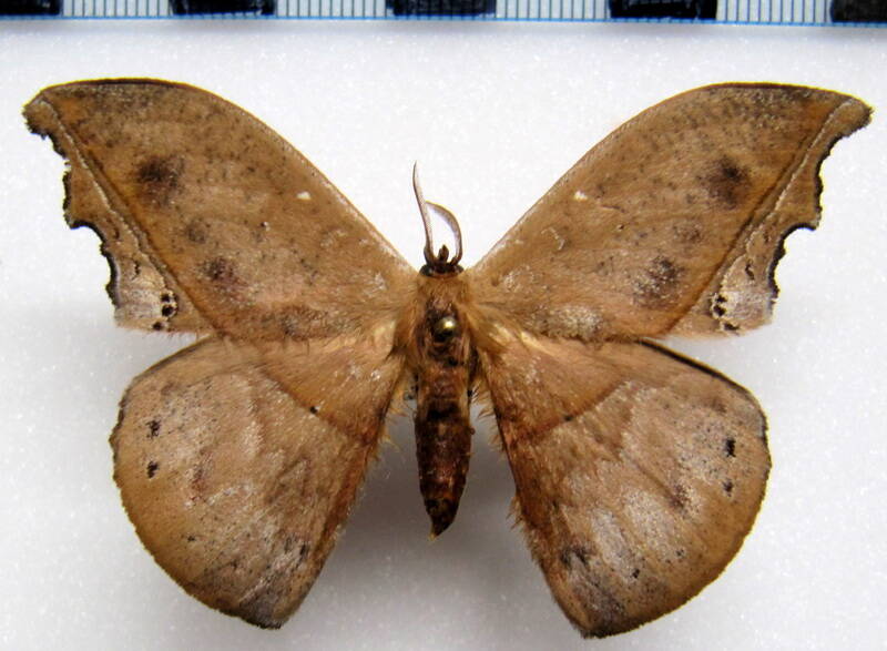 oxytenis_-mirabilis_gf_m01-standard.jpg
