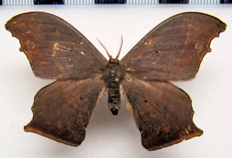 oxytenis_ferruginea_gf_m-standard.jpg