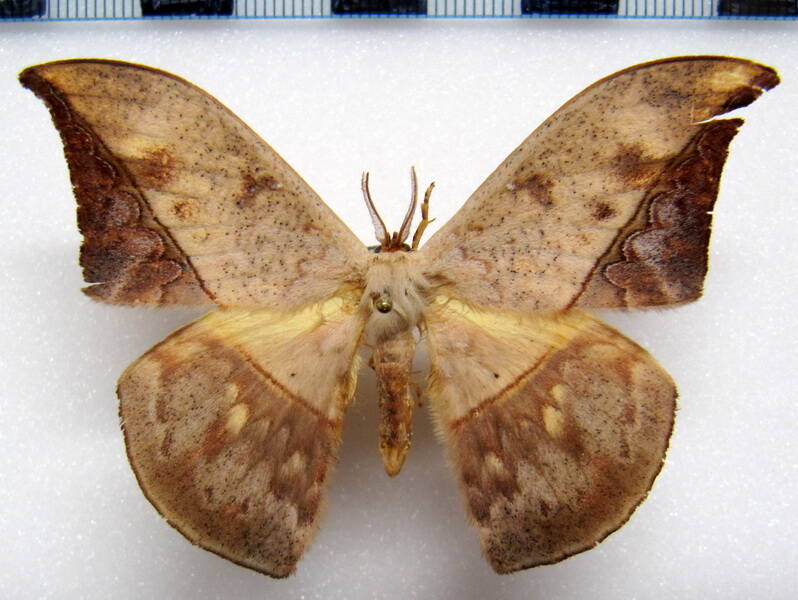 oxytenis_modesta_gf_m01-standard.jpg