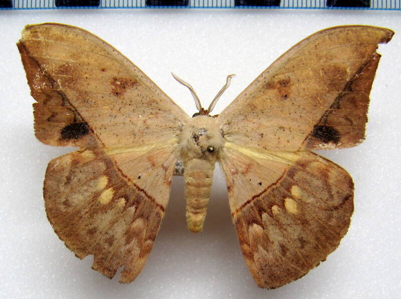 oxytenis_modesta_gf_m02-standard.jpg