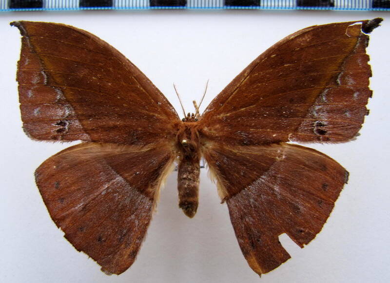 oxytenis_naemia_aravaca_f_gf-standard.jpg