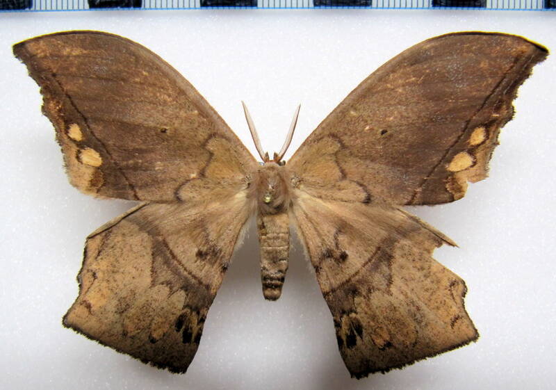 oxytenis_peregrina_gf_m-standard.jpg