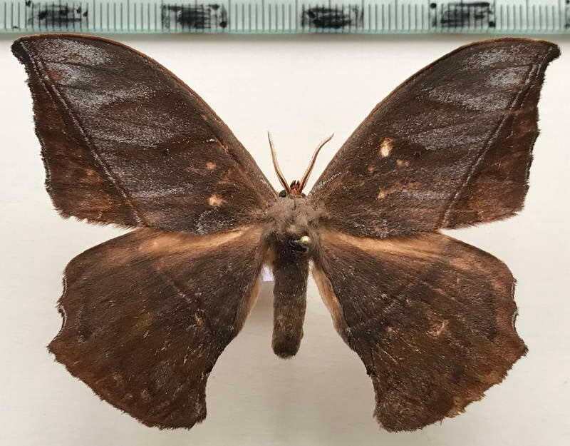 oxytenis_vanschaycki_m02_eq-standard.jpg