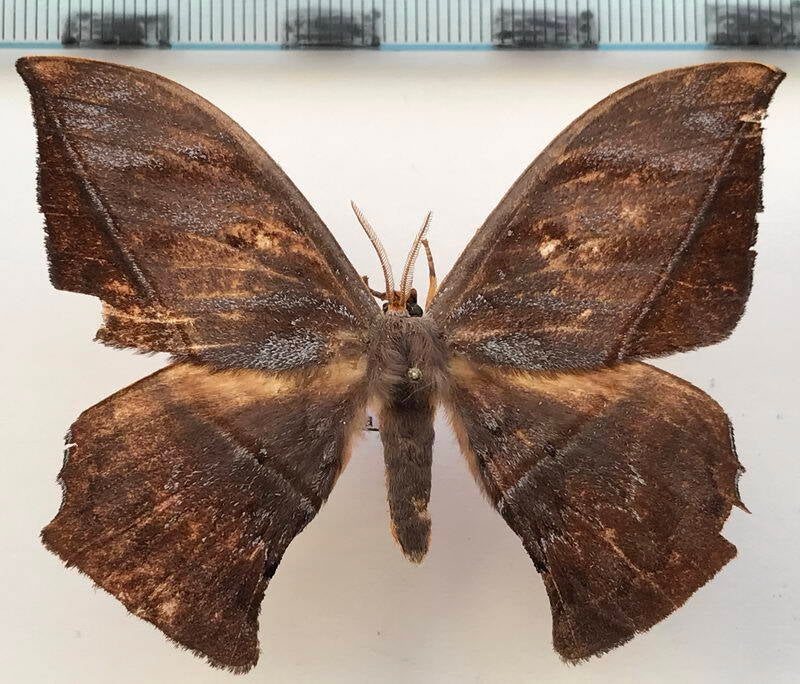 oxytenis_vanschaycki_m_eq-standard.jpg