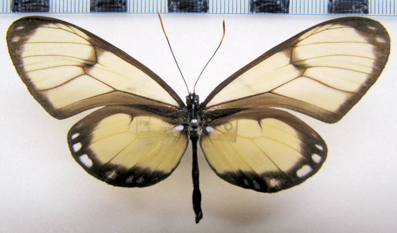 pachacutia_mantura_honrathi_f_perou-standard.jpg